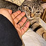 cat, tabby_cat, pet, animal, hand, human_hand, bed, bedding, pillow, wooden_background, relaxation, closeup, indoor, feline, domestic_animal, fur, whiskers, ears, sleepy, comfort