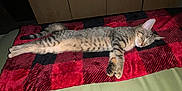 Milu joined the competition — help win amazing prizes! cat, tabby, sleeping, resting, blanket, red, black, striped, fur, paws, indoor, cozy, relaxed, animal, pet, cute, mammal, feline, laying, comfort
