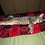 cat, tabby, sleeping, resting, blanket, red, black, striped, fur, paws, indoor, cozy, relaxed, animal, pet, cute, mammal, feline, laying, comfort