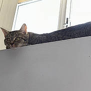 Milu is registered to the contest to win money with this photo: cat, tabby, indoor, window, ledges, tail, striped_tail, relaxed, curious, pet, animal, feline, whiskers, ears, resting, light, shadow, home, domestic, cute