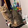 Milu is registered to the contest to win money with this photo: cat, tabby, animal, pet, feline, ears, whiskers, tail, flowers, indoor, shelf, container, curious, yellow_eyes, fur, closeup, domestic, household, decor, still_life