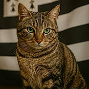 Caly a rejoint le concours — aidez-le/la à gagner de superbes lots ! cat, tabby_cat, green_eyes, feline, pet, animal, portrait, close_up, striped_fur, whiskers, ears, sitting, indoor, background, black_and_white, stripes, fur_pattern, alert, cute, domestic_cat
