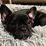 adorable, animal, bed, black_dog, close_up, cozy, cute, dog, domestic_animal, ears, face, fluffy, french_bulldog, fur, indoor, pet, puppy, resting, sleepy, young