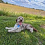 Cashy is registered to the contest to win money with this photo: dog, grass, field, sky, clouds, outdoor, pet, canine, happy, tongue_out, leash, collar, nature, sunlight, summer, relaxing, blue_tag, fur, muzzle, ears
