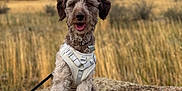 Cashy is registered to the contest to win money with this photo: dog, animal, outdoor, rock, grass, leash, harness, nature, field, pet, canine, fur, sitting, scenery, landscape, wildlife, happy, tongue_out, daylight, collar