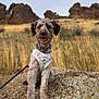 dog, animal, outdoor, rock, grass, leash, harness, nature, field, pet, canine, fur, sitting, scenery, landscape, wildlife, happy, tongue_out, daylight, collar