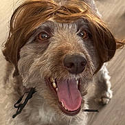 Cashy joined the competition — help win amazing prizes! dog, curly_fur, tongue_out, wig, indoor, happy, pet, canine, brown_fur, close_up, floor, playful, animal, muzzle, smiling, domestic_animal, fur, portrait, looking_up, cute