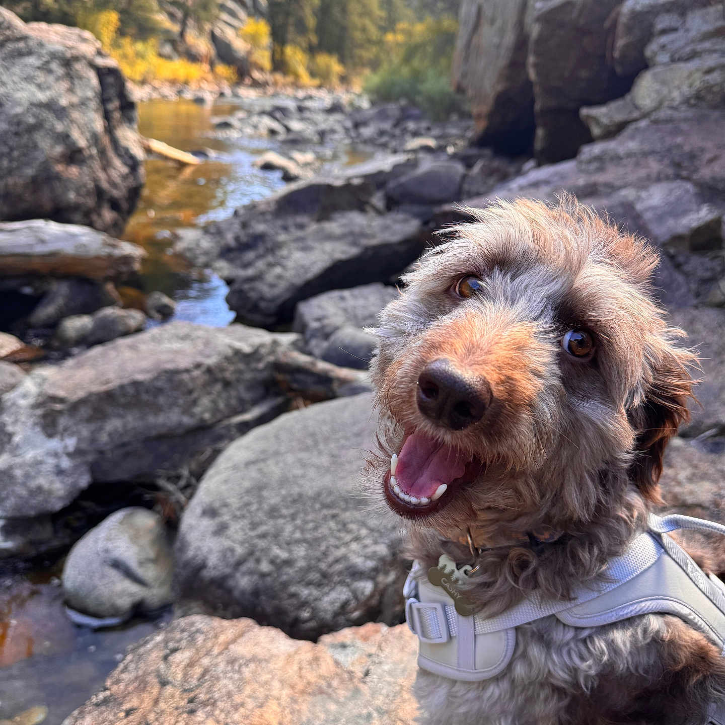 Cashy is registered to the contest to win money with this photo: animal, closeup, daytime, dog, forest, fur, happy, harness, landscape, mountain, nature, outdoor, pet, river, rock, scenery, smiling, sunlight, trees, water