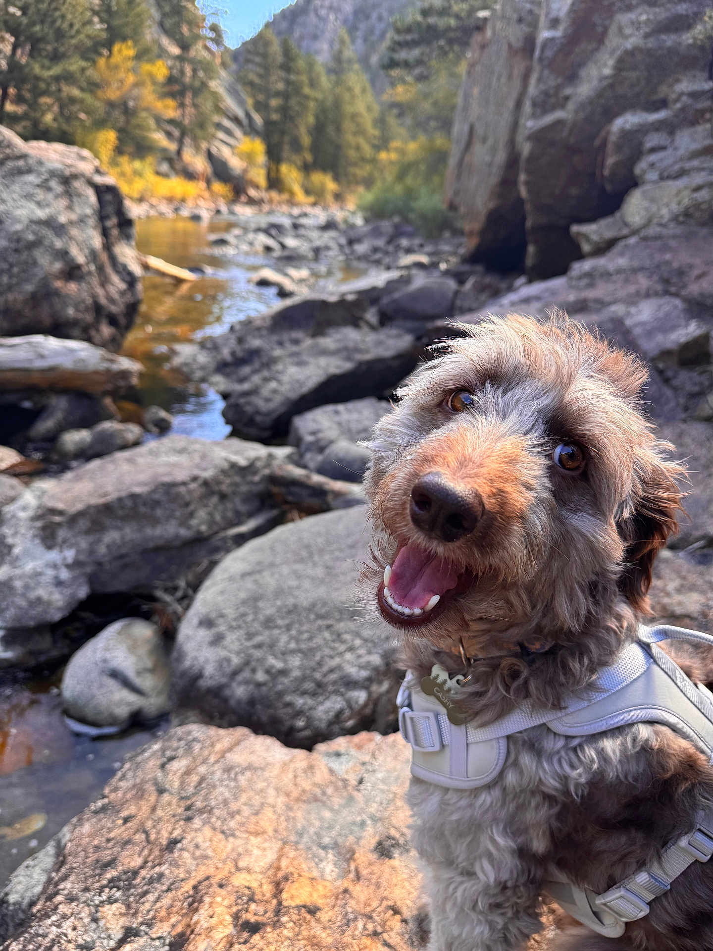 Cashy is registered to the contest to win money with this photo: dog, animal, pet, outdoor, rock, river, water, nature, forest, trees, mountain, happy, smiling, fur, harness, sunlight, landscape, daytime, closeup, scenery