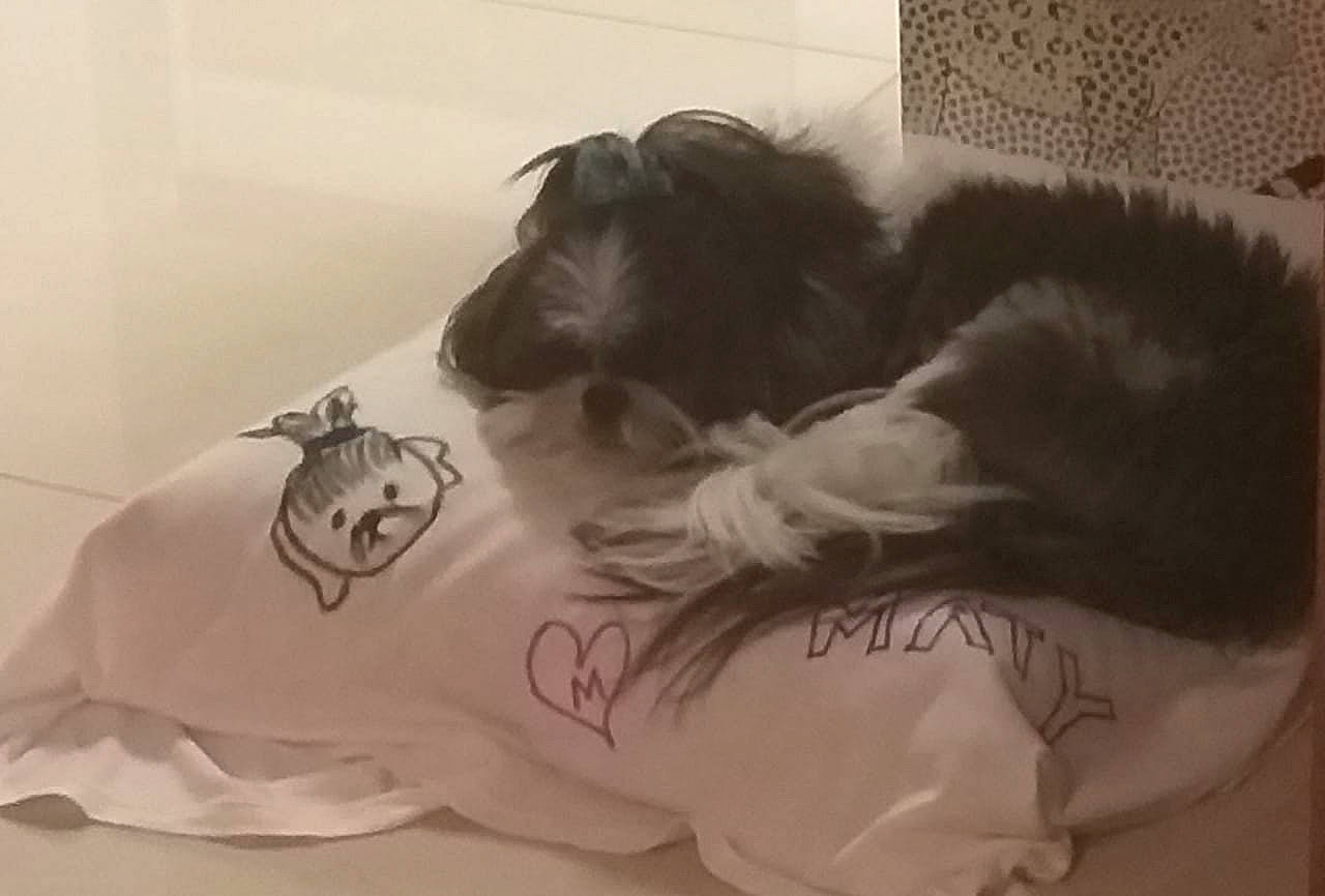 Matty is registered to the contest to win money with this photo: bed, bed_sheet, bedding, canidae, carnivore, comfort, companion_dog, dog, dog_breed, felidae, linens, mammal, room, sleeve, small_to_medium_sized_cats, sporting_group, tail, toy_dog, whiskers, working_animal