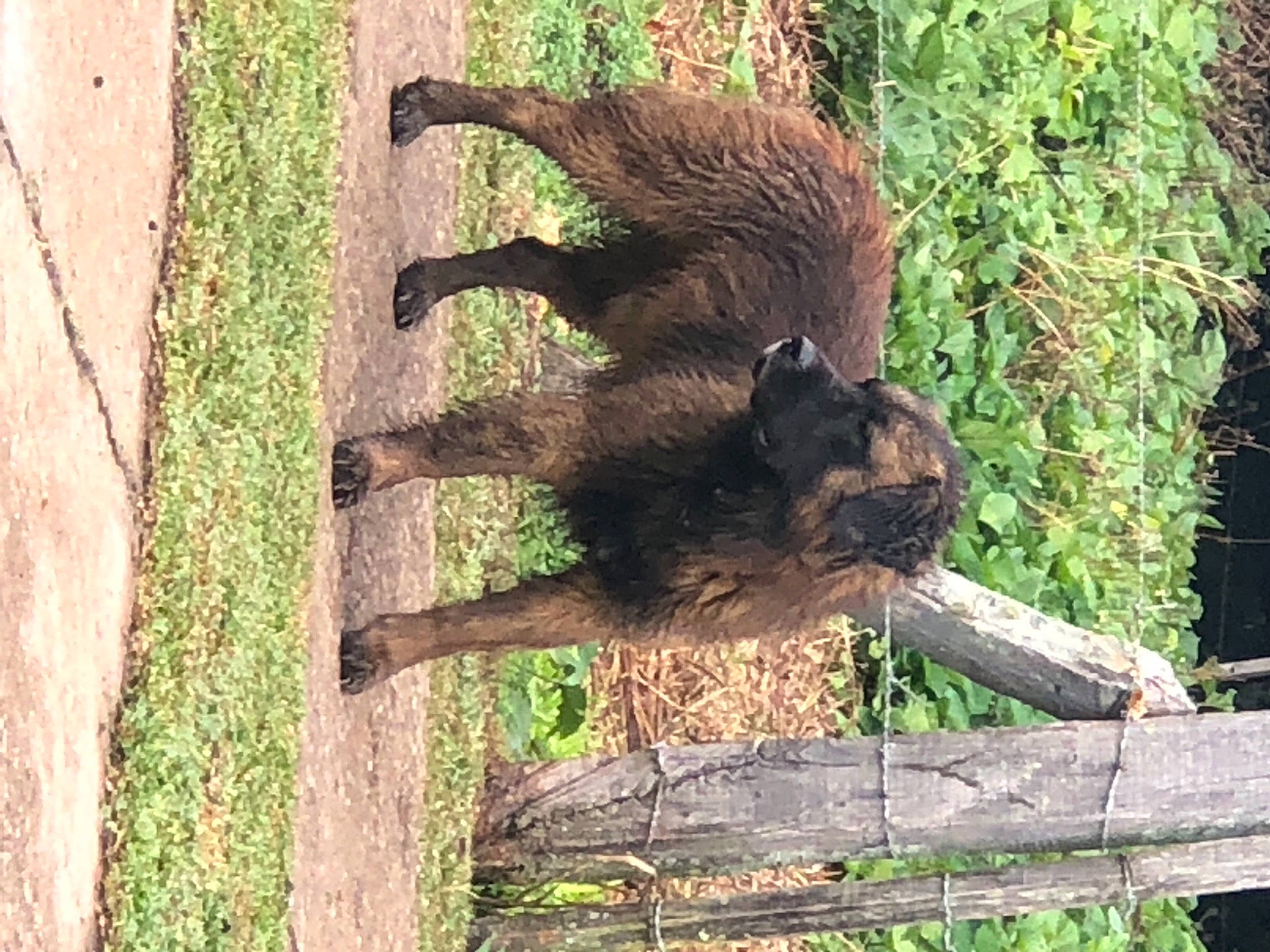 Puppy joined the competition — help win amazing prizes! american_black_bear, bear, brown_bear, carnivore, fawn, fur, grass, groundcover, liver, natural_material, plant, snout, sporting_group, tail, terrestrial_animal, tree, trunk, wildlife, wood, zoo