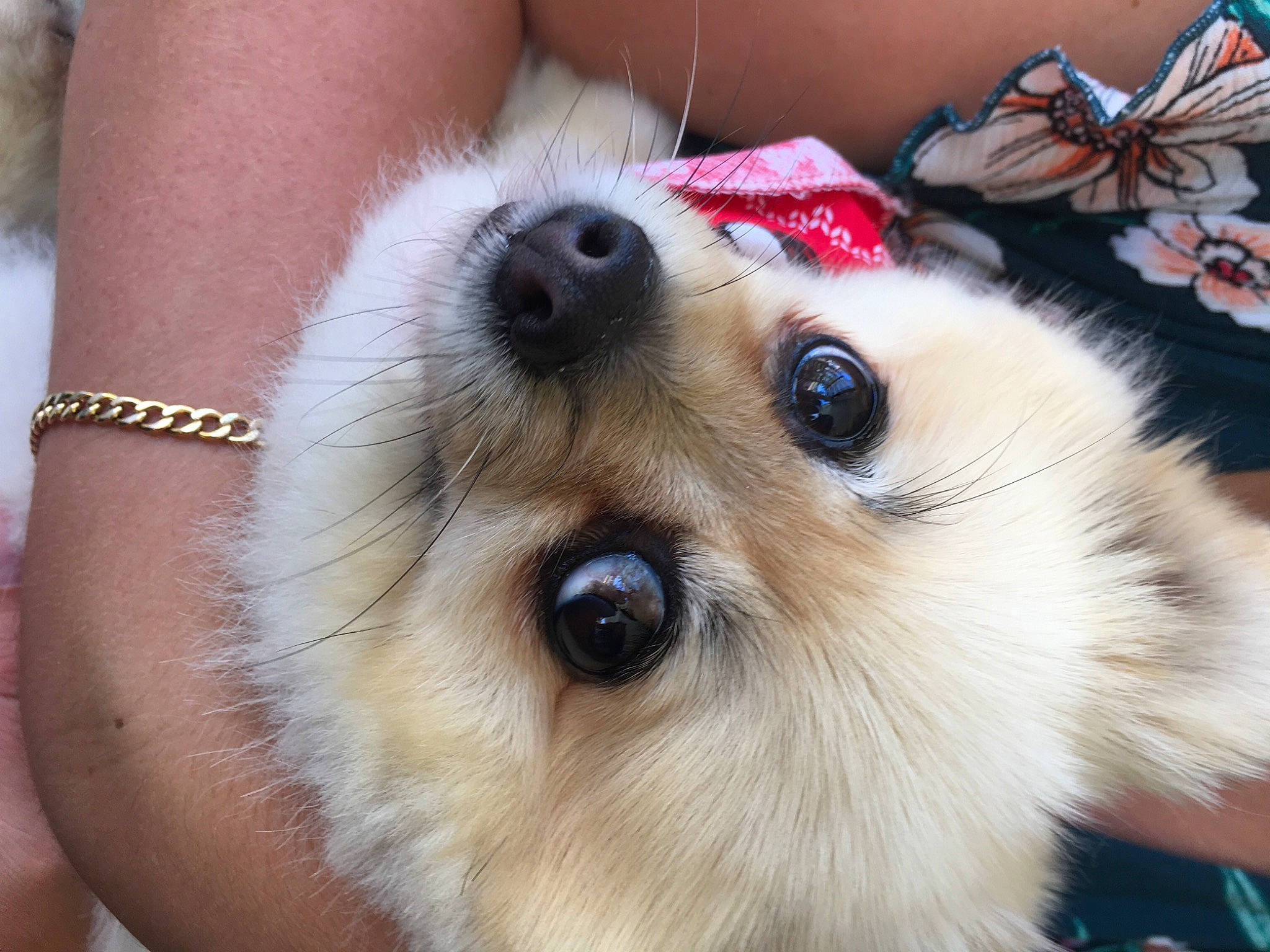 Lilyca joined the competition — help win amazing prizes! arthropod, butterfly, carnivore, companion_dog, dog, dog_breed, dog_supply, fawn, german_spitz, goggles, insect, moths_and_butterflies, plant, pollinator, pomeranian, snout, spitz, sunglasses, toy_dog, whiskers