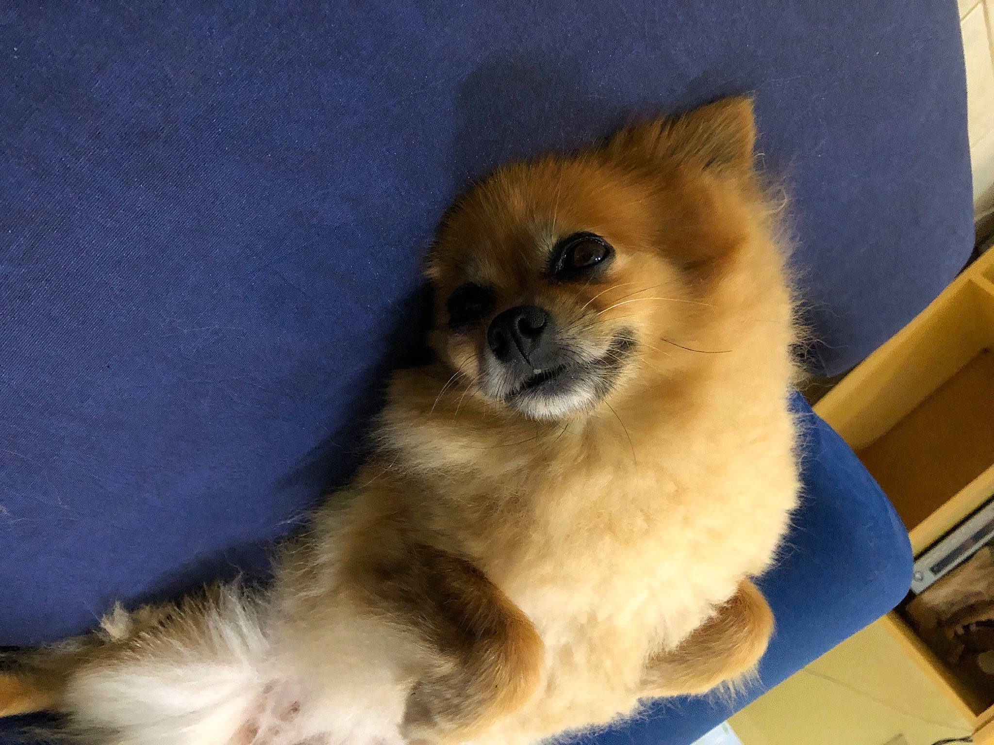 Tummy joined the competition — help win amazing prizes! ancient_dog_breeds, canidae, carnivore, companion_dog, dog, dog_breed, fawn, felidae, fur, german_spitz_klein, non_sporting_group, paw, snout, spitz, sporting_group, tail, terrestrial_animal, toy_dog, whiskers, working_animal