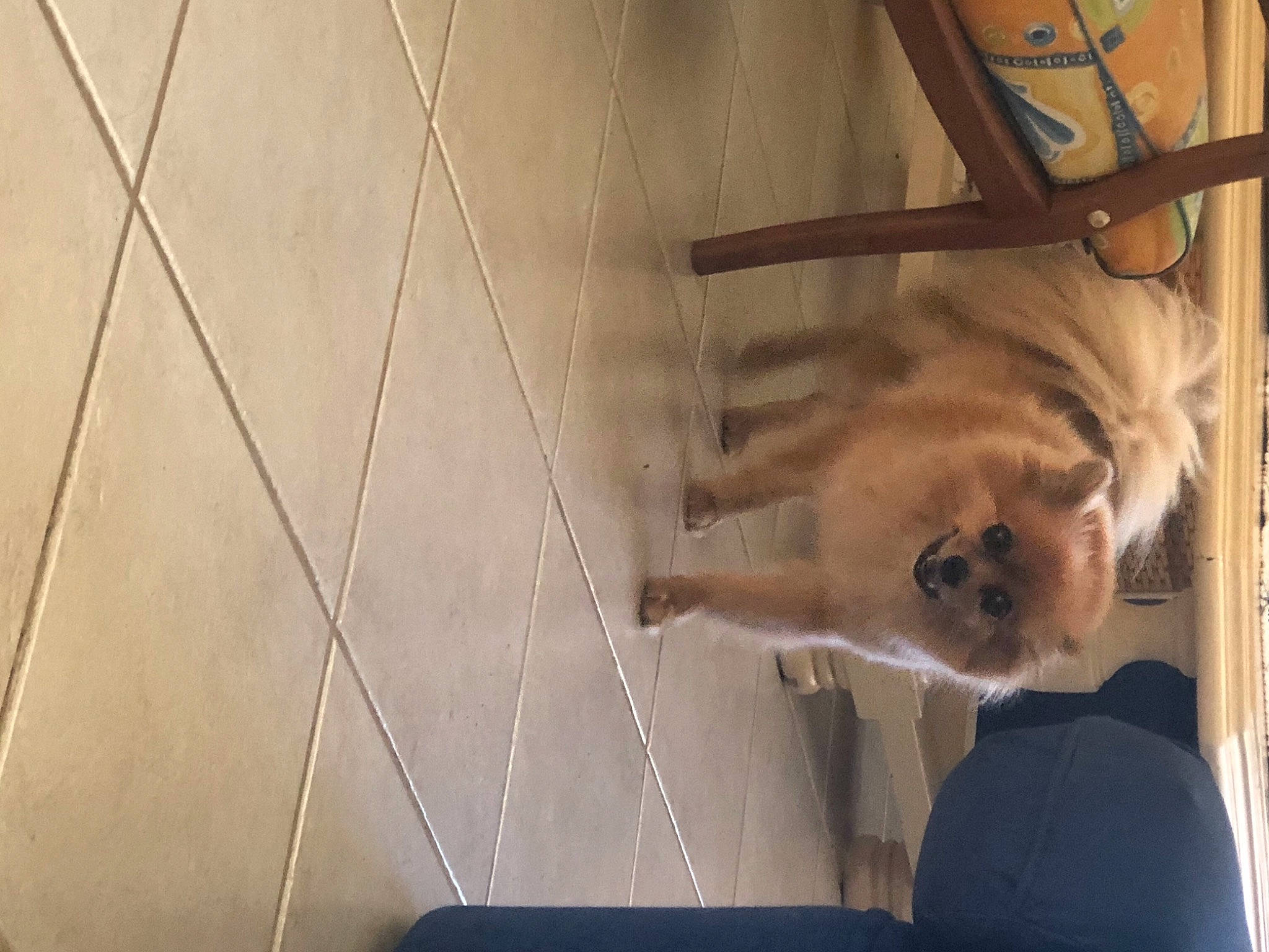 Tummy joined the competition — help win amazing prizes! big_cats, canidae, carnivore, companion_dog, dog, dog_breed, fawn, felidae, flooring, fur, gesture, hardwood, mammal, small_to_medium_sized_cats, snout, sporting_group, tail, whiskers, wood, working_animal