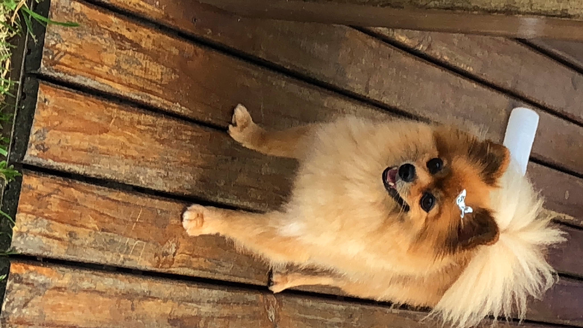 Tummy joined the competition — help win amazing prizes! balinese, carnivore, claw, companion_dog, dog_breed, fawn, felidae, fur, german_spitz, hardwood, paw, plank, small_to_medium_sized_cats, spitz, sporting_group, tail, tints_and_shades, whiskers, wood, wood_stain