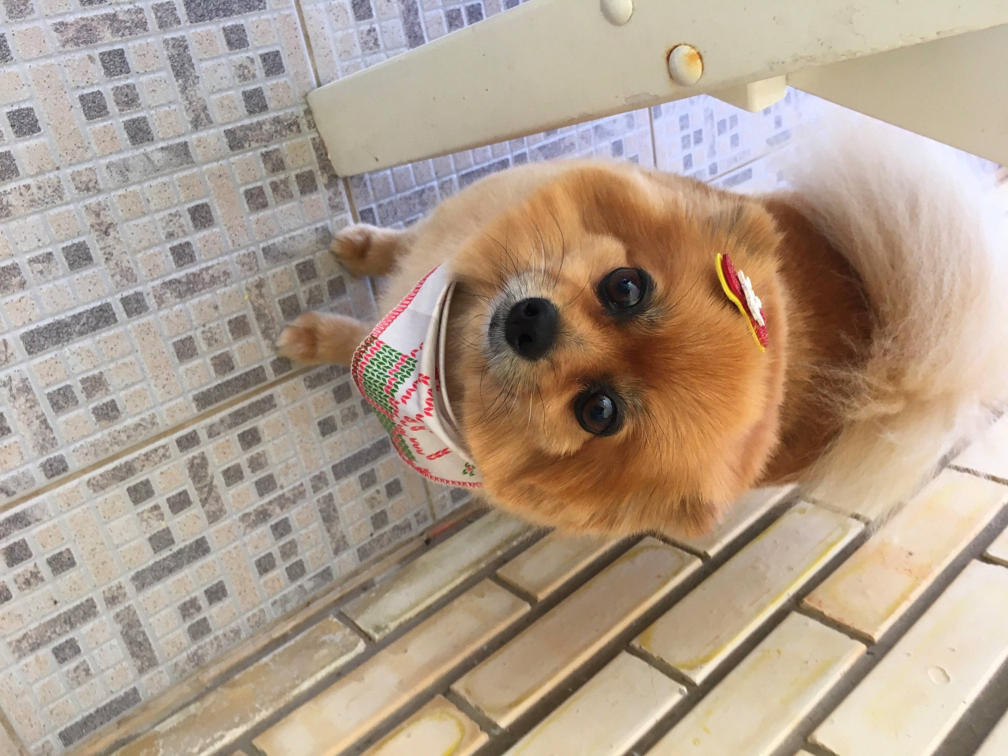 Tummy joined the competition — help win amazing prizes! animal_shelter, canidae, carnivore, companion_dog, dog, dog_breed, dog_supply, fawn, flooring, fur, hardwood, non_sporting_group, pet_supply, puppy, spitz, sporting_group, toy_dog, whiskers, wood, working_animal