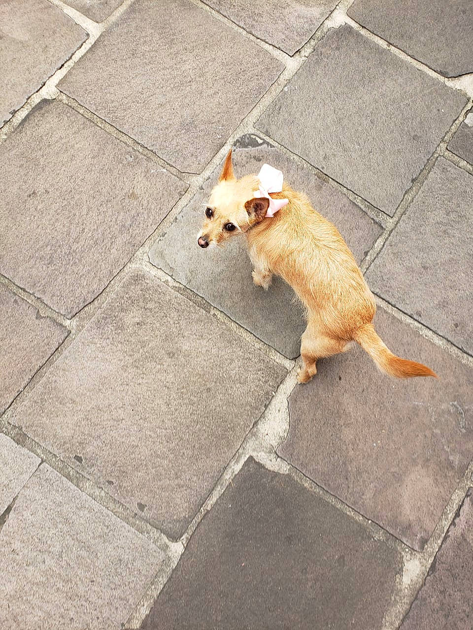 Dobby joined the competition — help win amazing prizes! asphalt, canidae, carnivore, companion_dog, dog, dog_breed, dog_supply, fawn, flooring, leash, paw, pet_supply, road, road_surface, sidewalk, snout, sporting_group, tail, whiskers, wood