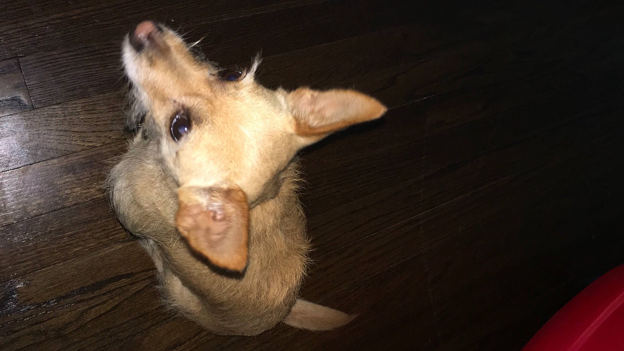 Dobby is registered to the contest to win money with this photo: canidae, carnivore, darkness, dog_breed, ear, fawn, fur, marsupial, paw, possum, smile, snout, sporting_group, terrestrial_animal, whiskers, wood