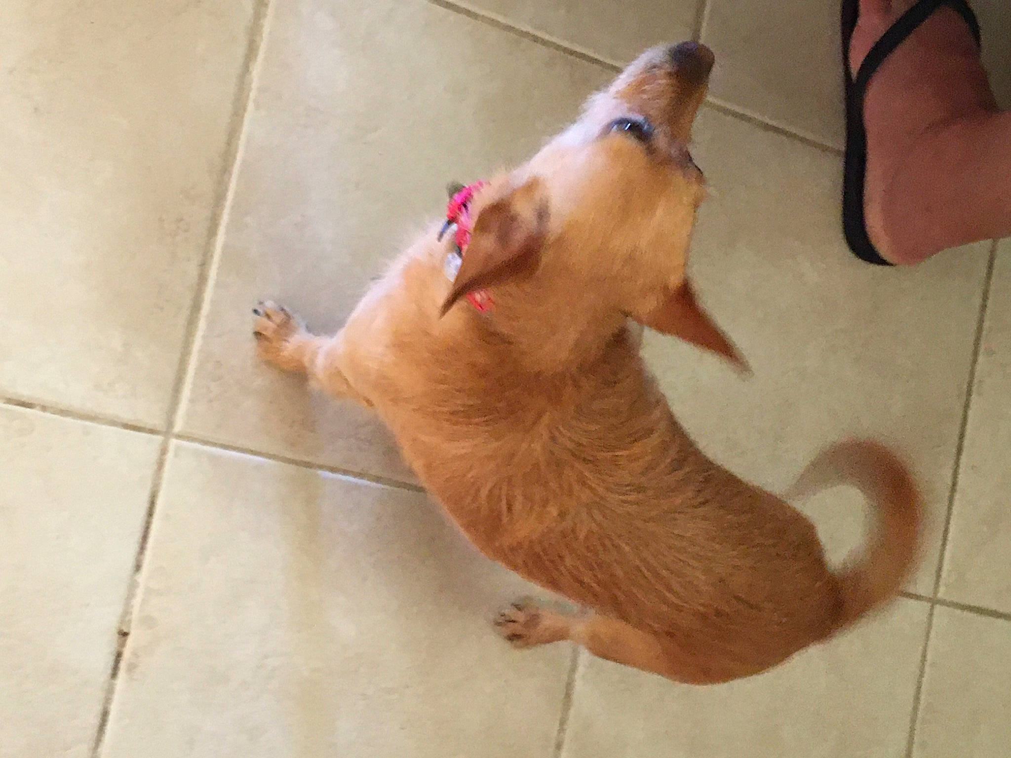 Dobby joined the competition — help win amazing prizes! carnivore, claw, companion_dog, dog_breed, fawn, felidae, floor, flooring, foot, gesture, hardwood, human_leg, paw, small_to_medium_sized_cats, snout, stuffed_toy, tail, toe, whiskers, wood