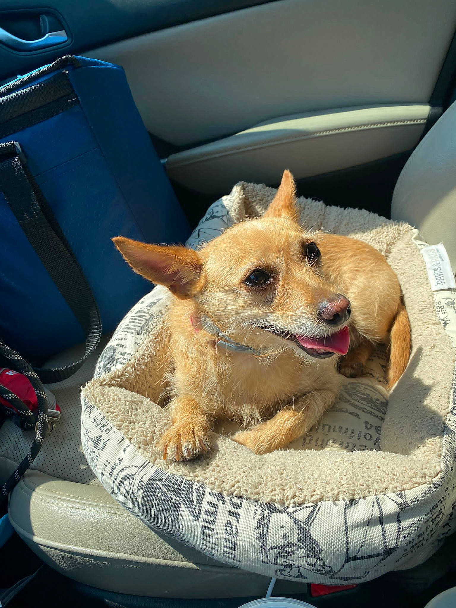 Dobby joined the competition — help win amazing prizes! auto_part, car_seat, car_seat_cover, carnivore, clock, companion_dog, dog, dog_breed, dog_supply, family_car, fawn, fur, head_restraint, motor_vehicle, snout, terrier, toy_dog, vehicle, vehicle_door, windshield