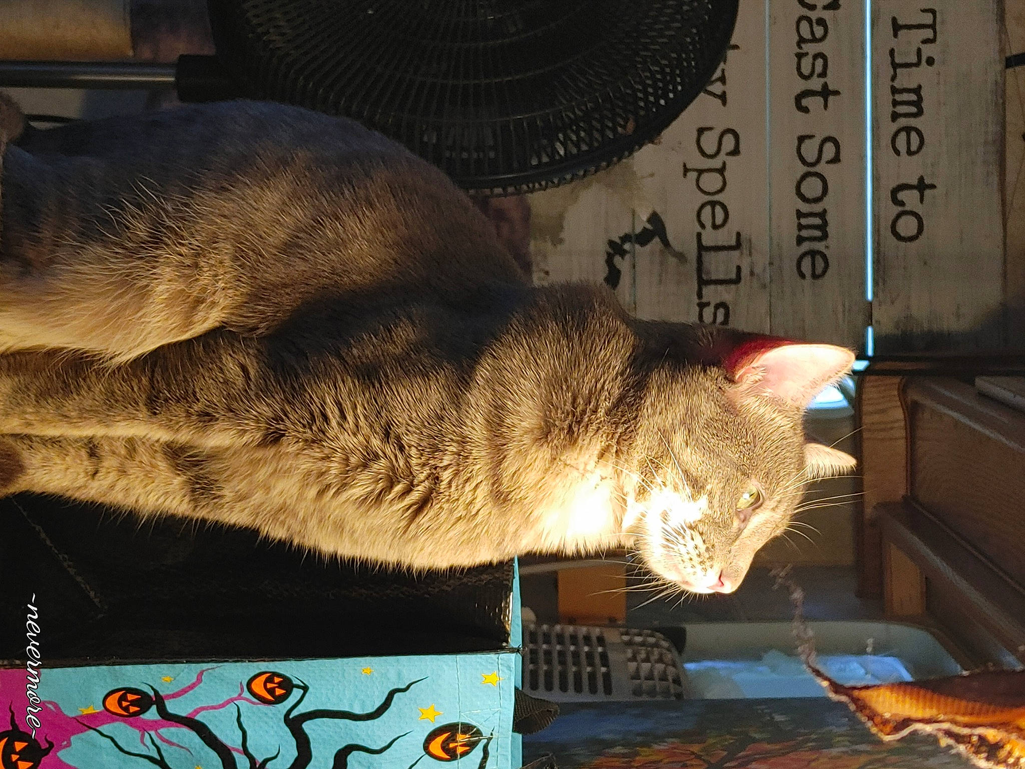 Maximus joined the competition — help win amazing prizes! art, carnivore, cat, domestic_short_haired_cat, felidae, fish, font, fur, light, nap, paw, small_to_medium_sized_cats, snout, tail, visual_arts, whiskers