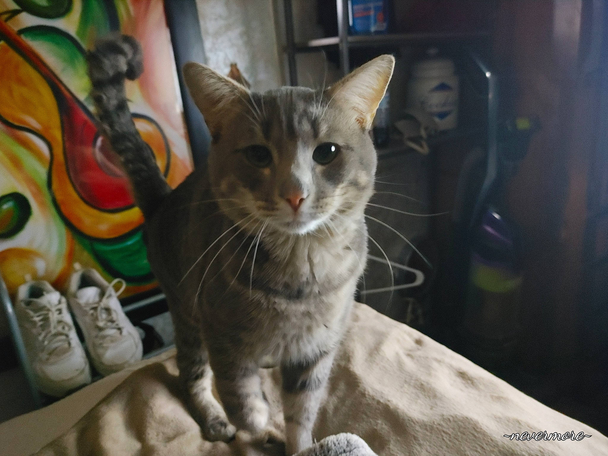 Maximus joined the competition — help win amazing prizes! art, carnivore, cat, claw, domestic_short_haired_cat, felidae, fur, paw, sitting, small_to_medium_sized_cats, snout, tail, visual_arts, whiskers, window