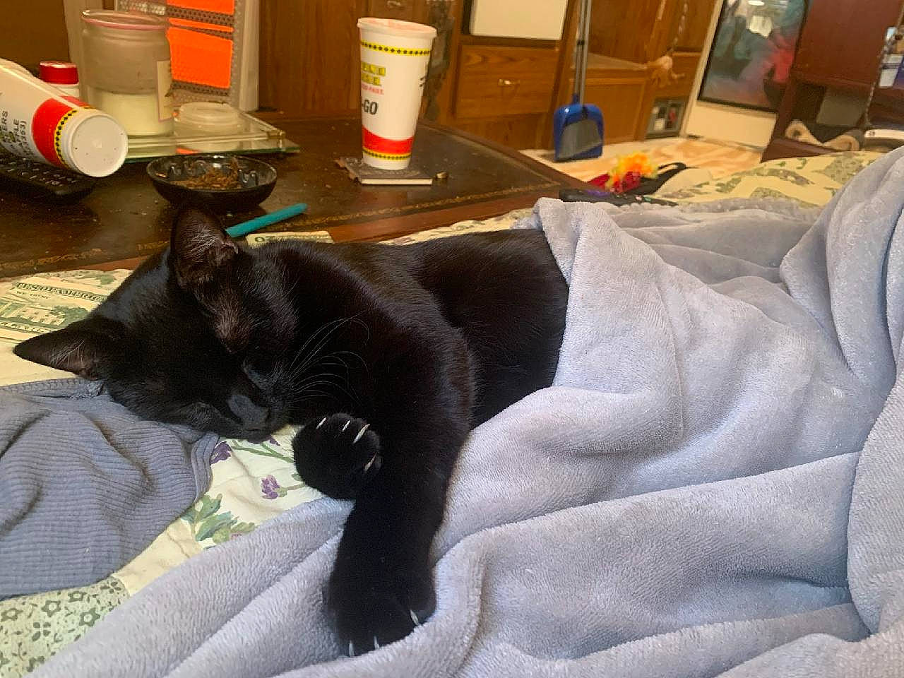 Edgar joined the competition — help win amazing prizes! bed, black_cat, bombay, canidae, carnivore, cat, comfort, companion_dog, dog_breed, domestic_short_haired_cat, felidae, fur, linens, paper_towel, room, small_to_medium_sized_cats, sporting_group, tail, toilet_paper, whiskers