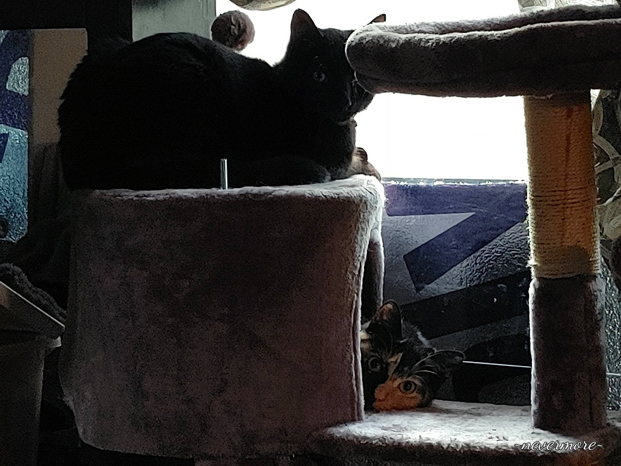 Edgar joined the competition — help win amazing prizes! armrest, automotive_tire, cat, chair, comfort, couch, felidae, human_leg, leg, linens, living_room, outdoor_furniture, pillow, small_to_medium_sized_cats, studio_couch, tail, tints_and_shades, whiskers, window, wood