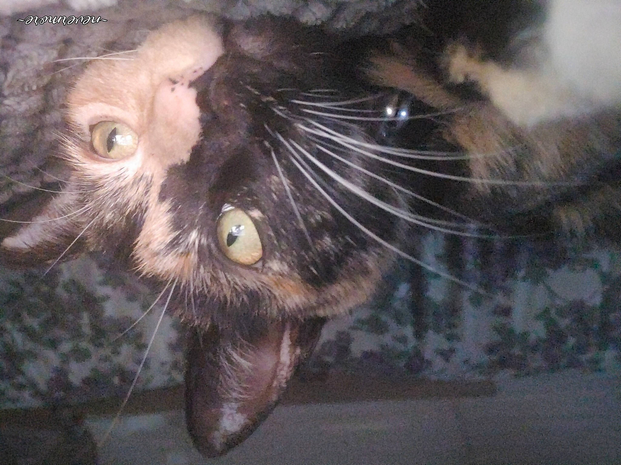 Annabel is registered to the contest to win money with this photo: black_cat, carnivore, cat, claw, domestic_short_haired_cat, ear, eye, fang, felidae, fur, liver, nose, paw, small_to_medium_sized_cats, snout, tail, terrestrial_animal, whiskers, wildlife, wrinkle