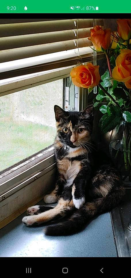 Annabel joined the competition — help win amazing prizes! carnivore, cat, comfort, domestic_short_haired_cat, door, felidae, flower, flowerpot, fur, grass, houseplant, petal, plant, rose, rose_order, small_to_medium_sized_cats, snout, tail, whiskers, window