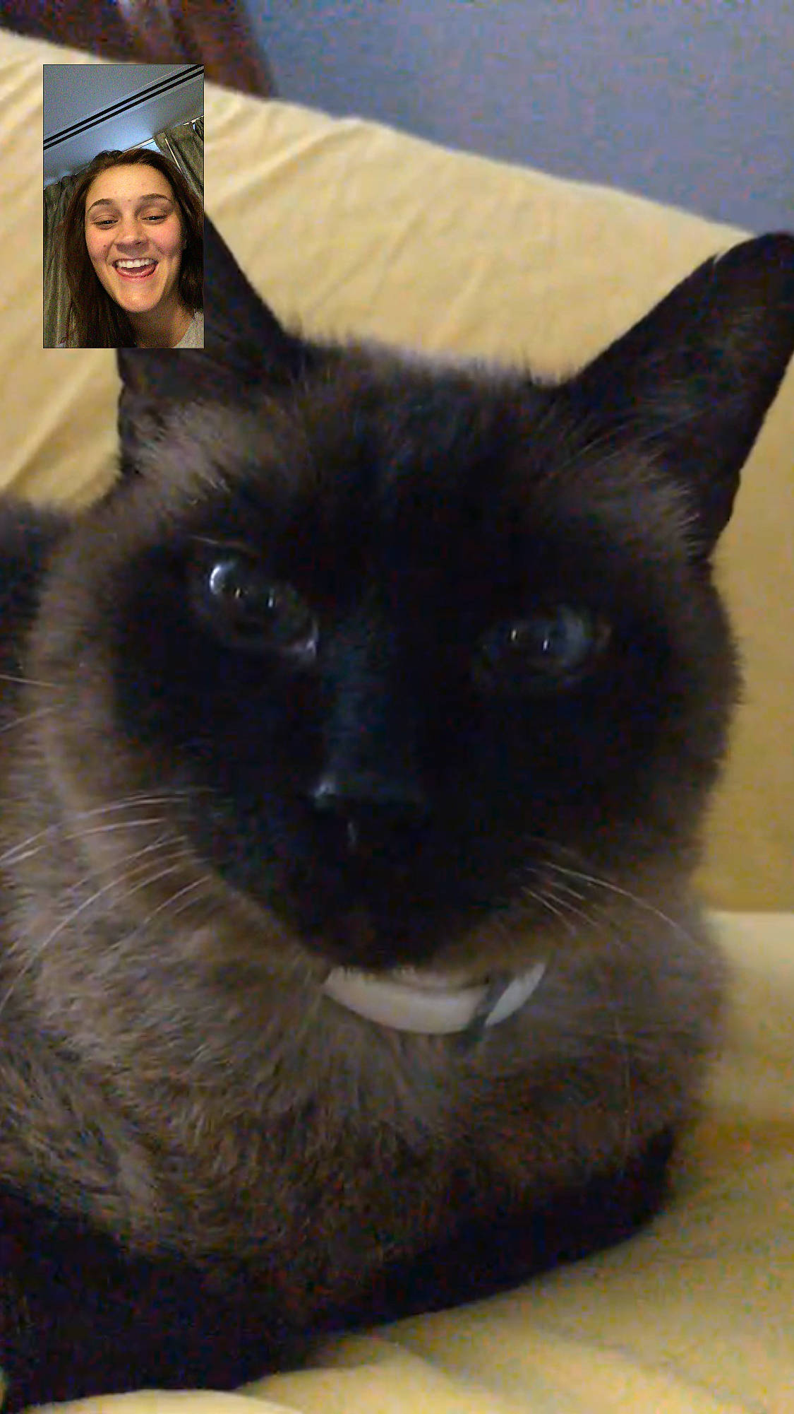 Mooshu joined the competition — help win amazing prizes! balinese, black, black_cat, bombay, carnivoran, cat, cat_like_mammal, domestic_short_haired_cat, eye, fur, joy, mammal, person, siamese, small_to_medium_sized_cats, snout, snowshoe, thai, tonkinese, whiskers