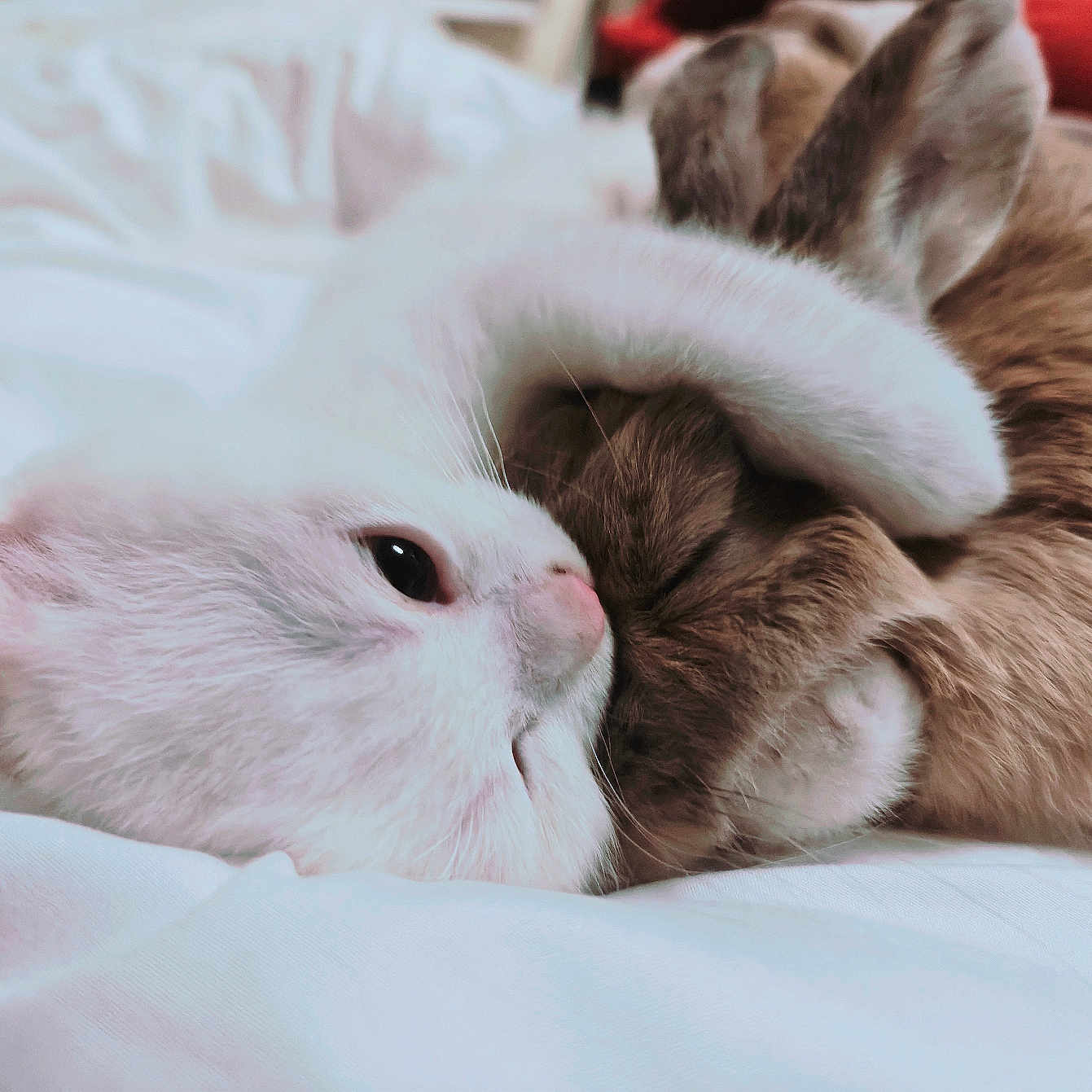 Milkshakeandfriends a rejoint le concours — aidez-le/la à gagner de superbes lots ! angora, animal, bed, blanket, canine, cat, dog, furniture, hare, kitten, manx, person, pet, puppy, rabbit, rodent, siamese, sleeping, snout