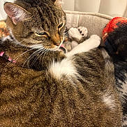 Dixie is registered to the contest to win money with this photo: cat, tabby, pet_bed, fur, whiskers, sleepy, cozy, indoor, blanket, close_up, relaxing, animal, cute, domestic_cat, paw, soft, resting, brown, white, feline