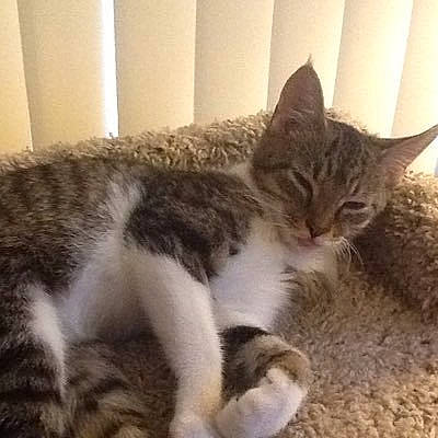 Dixie is registered to the contest to win money with this photo: carnivore, cat, claw, comfort, domestic_short_haired_cat, eye, felidae, foot, fur, nap, paw, sitting, sleep, small_to_medium_sized_cats, snout, tail, terrestrial_animal, whiskers