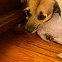 animal, brown, canine, closeup, companion, cute, dog, domestic, ears, fur, furniture, indoor, paw, pet, portrait, puppy, resting, small_dog, white, wooden_floor