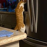 Cheese joined the competition — help win amazing prizes! cat, orange_cat, kitchen, countertop, appliance, refrigerator, domestic, curious, standing, hind_legs, pet, indoor, home, cabinet, blurry_background, curiosity, feline, orange_and_white, household, cozy