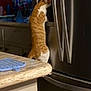 cat, orange_cat, kitchen, countertop, appliance, refrigerator, domestic, curious, standing, hind_legs, pet, indoor, home, cabinet, blurry_background, curiosity, feline, orange_and_white, household, cozy