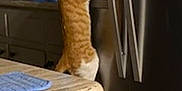 Cheese is registered to the contest to win money with this photo: appliance, blurry_background, cabinet, cat, countertop, cozy, curiosity, curious, domestic, feline, hind_legs, home, household, indoor, kitchen, orange_and_white, orange_cat, pet, refrigerator, standing