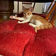 Cheese joined the competition — help win amazing prizes! animal, cat, chair, cozy, cute, domestic, floor, furniture, home, indoor, kitten, orange_cat, pet, red_cushion, relaxing, resting, white_cat, wooden_chair, wooden_table, young_cat