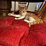 animal, cat, chair, cozy, cute, domestic, floor, furniture, home, indoor, kitten, orange_cat, pet, red_cushion, relaxing, resting, white_cat, wooden_chair, wooden_table, young_cat