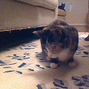 Muffin is registered to the contest to win money with this photo: animal, background, carpet, cat, couch, cozy, curious, dim_light, domestic, feline, floor, furniture, home, indoor, pattern, pet, room, sitting, soft_focus, two_cats