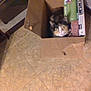 cat, cardboard_box, floor, tile, indoor, pet, animal, feline, curious, box, home, domestic, wide_eyes, looking, cute, small, fur, whiskers, domesticated, resting