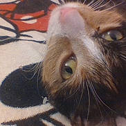 Muffin joined the competition — help win amazing prizes! cat, close_up, face, whiskers, fur, green_eyes, patterned_fabric, lying_down, pet, animal, cute, domestic_cat, feline, resting, indoor, soft_texture, nose, head, eye_contact, relaxed