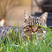 Yvar participe au concours pour gagner de l'argent avec cette photo : cat, tabby_cat, grass, outdoor, animal, pet, nature, green, eyes, fur, whiskers, alert, closeup, mammal, field, blurred_background, curious, domestic_animal, wildlife, portrait