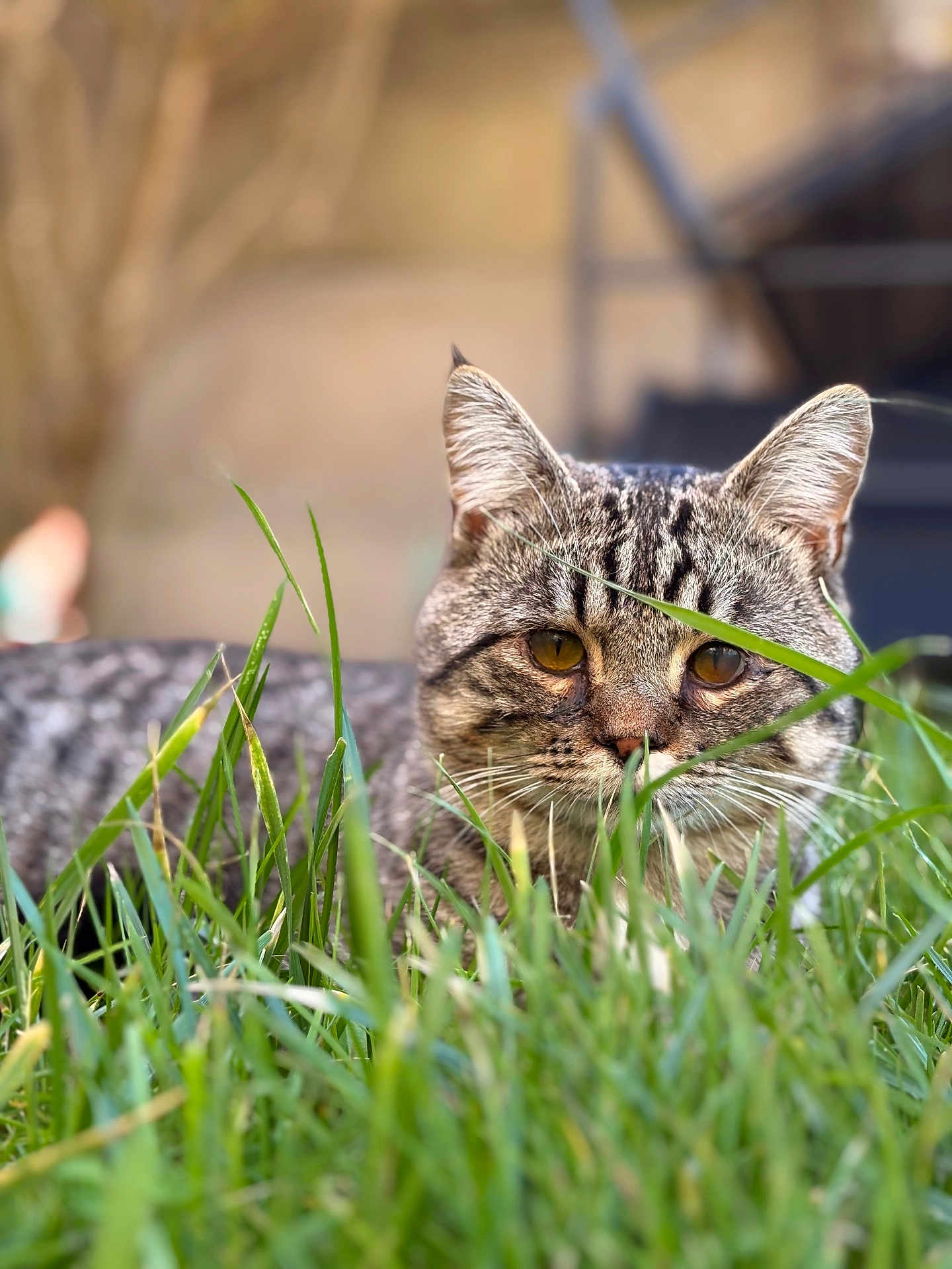 Yvar participe au concours pour gagner de l'argent avec cette photo : cat, tabby_cat, grass, outdoor, animal, pet, nature, green, eyes, fur, whiskers, alert, closeup, mammal, field, blurred_background, curious, domestic_animal, wildlife, portrait