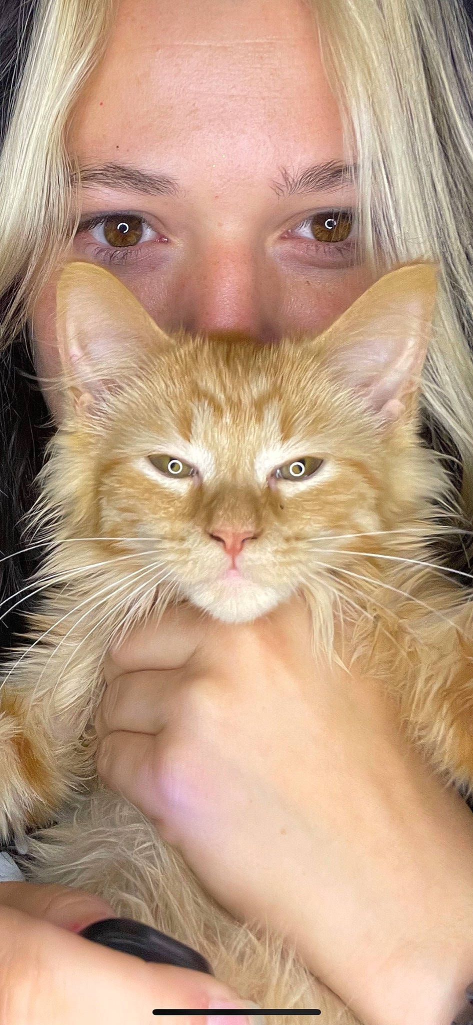 Dilly joined the competition — help win amazing prizes! blond, carnivore, cat, claw, close_up, domestic_short_haired_cat, ear, eyelash, fawn, felidae, fur, gesture, iris, organ, small_to_medium_sized_cats, snout, terrestrial_animal, whiskers