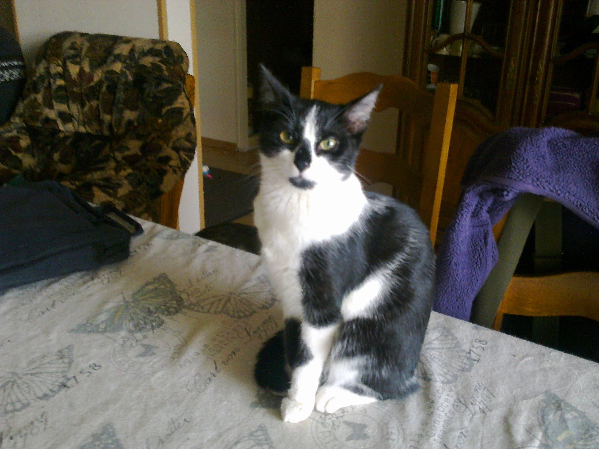 Nina a rejoint le concours — aidez-le/la à gagner de superbes lots ! aegean_cat, american_wirehair, carnivore, cat, domestic_short_haired_cat, european_shorthair, felidae, fur, kitten, mammal, polydactyl_cat, small_to_medium_sized_cats, tail, whiskers