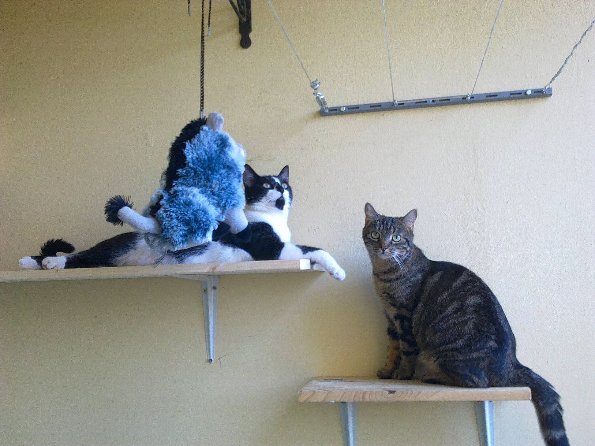 Nina a rejoint le concours — aidez-le/la à gagner de superbes lots ! carnivore, cat, domestic_short_haired_cat, european_shorthair, felidae, furniture, kitten, polydactyl_cat, small_to_medium_sized_cats, tabby_cat, table, tail, whiskers