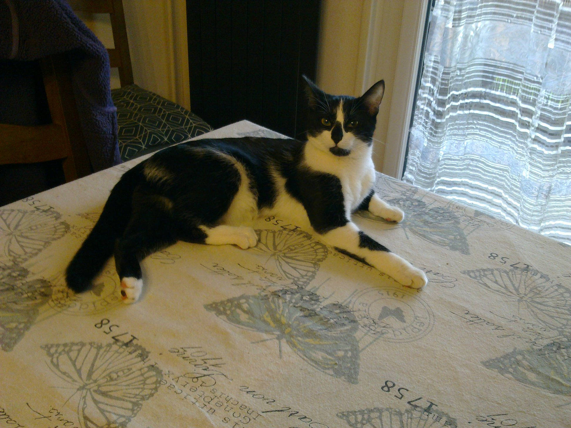 Nina participe au concours pour gagner de l'argent avec cette photo : canidae, carnivore, cat, domestic_short_haired_cat, felidae, floor, fur, mammal, paw, small_to_medium_sized_cats, tail, whiskers