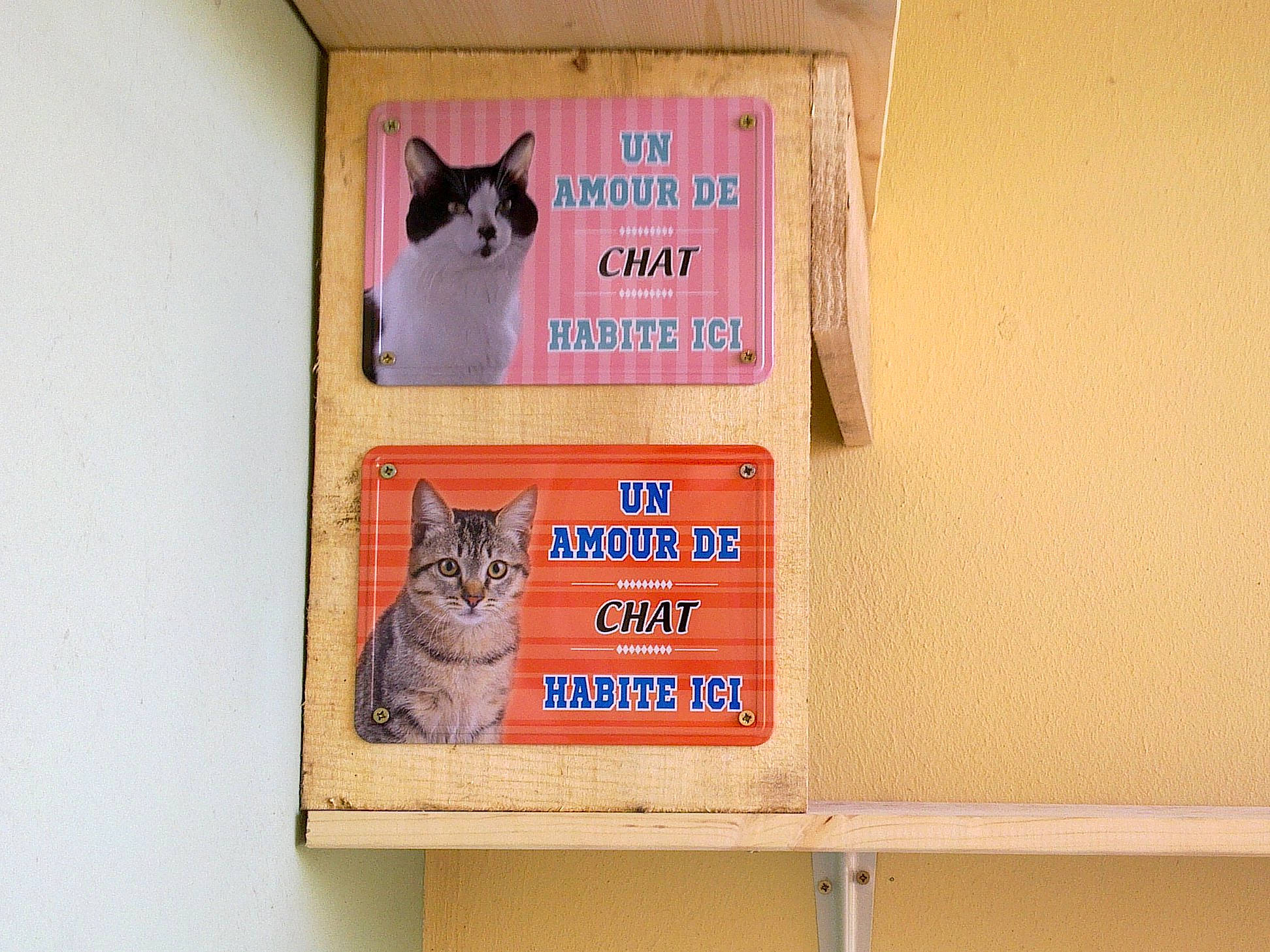 Nina participe au concours pour gagner de l'argent avec cette photo : box, carnivore, cat, domestic_short_haired_cat, felidae, kitten, small_to_medium_sized_cats